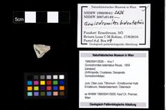 Foto (Objekt + Etikett) von Goniodromites bidentatus (Reuss, 1859)  (NHMW-GEO-1990-0041-2626)